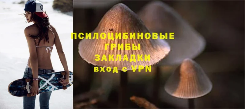 Псилоцибиновые грибы Psilocybe  наркошоп  Жердевка 